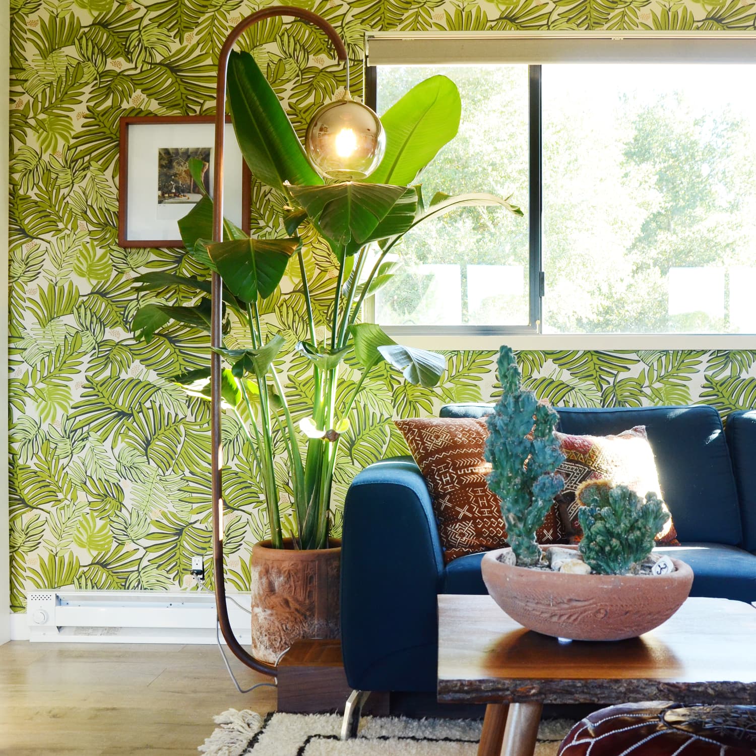 Tropical house plants store